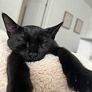 Mo Mo is registered to the contest to win money with this photo: animal, black_cat, cat, close_up, comfort, cozy, cute, ears, feline, fluffy_blanket, home, indoor, nose, paws, pet, relaxed, resting, sleeping, soft_texture, whiskers