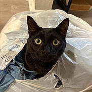 Mo Mo joined the competition — help win amazing prizes! animal, black_cat, cat, close_up, clothing, curious, cute, domestic_animal, ears, face, feline, floor, home, indoor, looking, pet, plastic_bag, surprised, whiskers, yellow_eyes