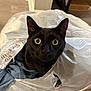 animal, black_cat, cat, close_up, clothing, curious, cute, domestic_animal, ears, face, feline, floor, home, indoor, looking, pet, plastic_bag, surprised, whiskers, yellow_eyes