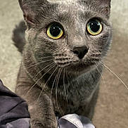 Bleu joined the competition — help win amazing prizes! alert, animal, carpet, cat, closeup, curious, cute, domestic_cat, feline, fur, gray_cat, indoor, mammal, paw, pet, playful, soft_texture, toy, whiskers, yellow_eyes