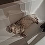 cat, fluffy, bathtub, sleeping, indoor, pet, relaxed, white, fur, animal, cozy, resting, shadow, bathroom, home, cute, comfort, nap, feline, quiet