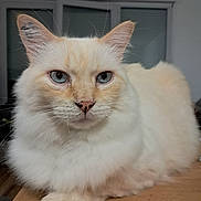 Simba participe au concours pour gagner de l'argent avec cette photo : cat, fluffy, blue_eyes, cream_color, pet, indoor, wooden_surface, animal, feline, close_up, portrait, relaxed, whiskers, ears, paw, fur, domestic_cat, looking, resting, house