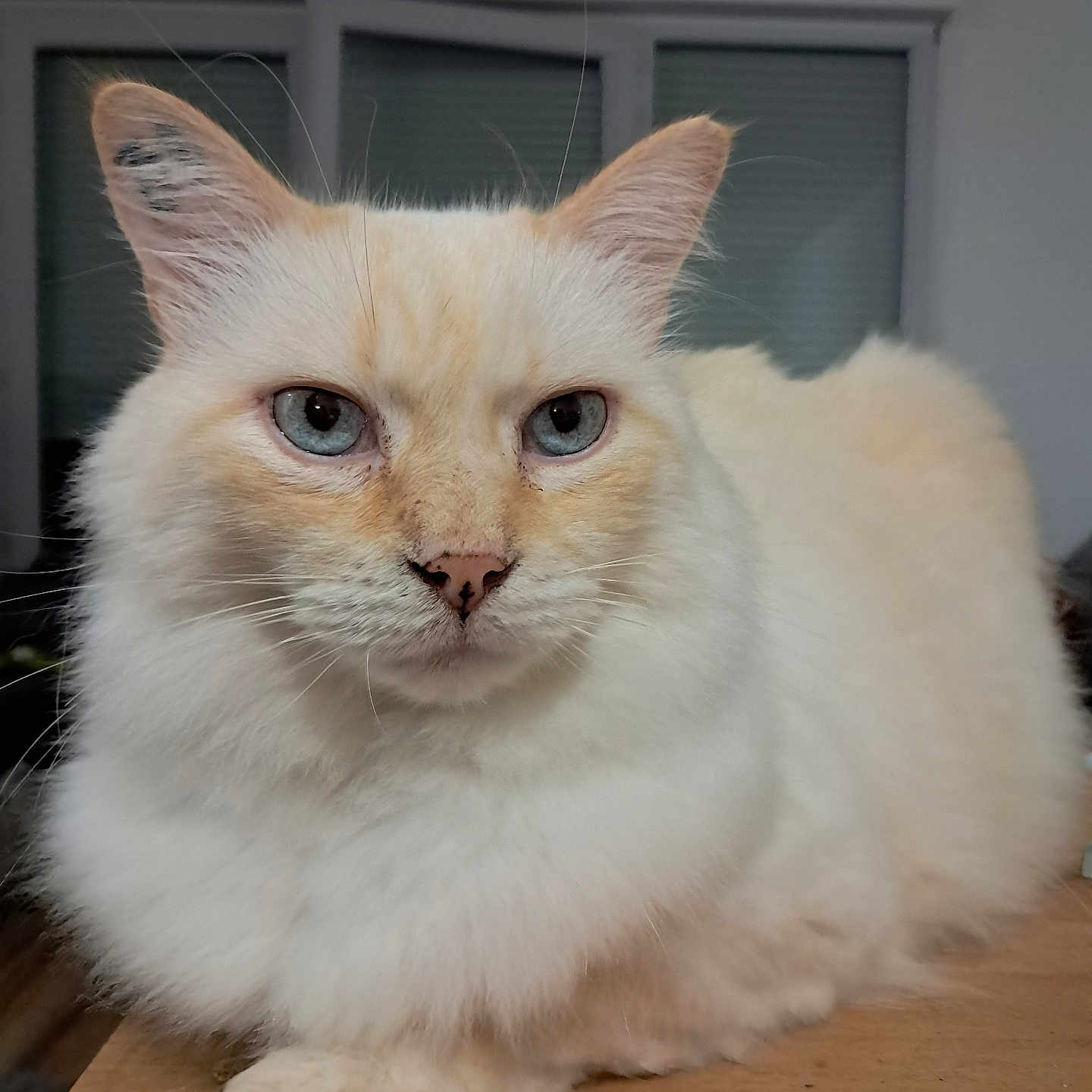 Simba participe au concours pour gagner de l'argent avec cette photo : animal, blue_eyes, cat, close_up, cream_color, domestic_cat, ears, feline, fluffy, fur, house, indoor, looking, paw, pet, portrait, relaxed, resting, whiskers, wooden_surface