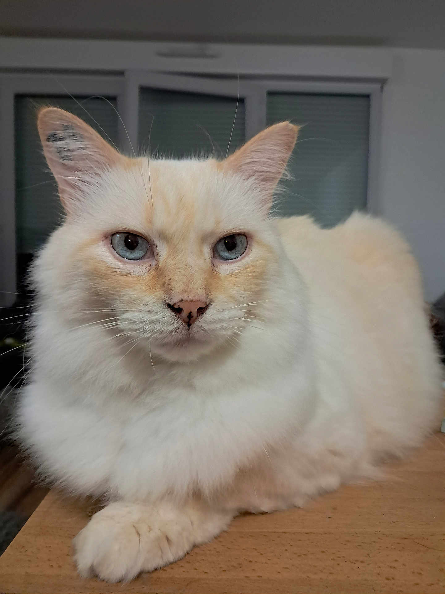 Simba participe au concours pour gagner de l'argent avec cette photo : cat, fluffy, blue_eyes, cream_color, pet, indoor, wooden_surface, animal, feline, close_up, portrait, relaxed, whiskers, ears, paw, fur, domestic_cat, looking, resting, house