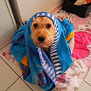 Leya a rejoint le concours — aidez-le/la à gagner de superbes lots ! dog, towel, blue_towel, pet, indoors, floor, blanket, striped, looking_up, cute, animal, bath_time, cozy, fur, face, tile_floor, basket, soft, resting, home