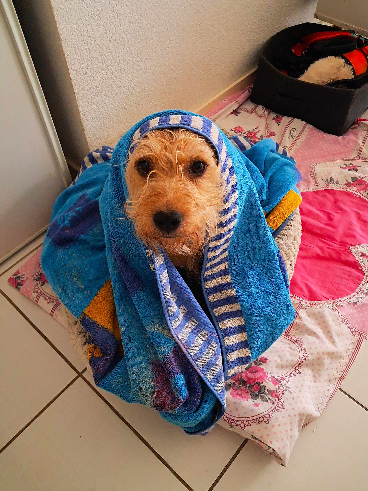 Leya a rejoint le concours — aidez-le/la à gagner de superbes lots ! dog, towel, blue_towel, pet, indoors, floor, blanket, striped, looking_up, cute, animal, bath_time, cozy, fur, face, tile_floor, basket, soft, resting, home