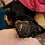 animal, black_dog, blanket, canine, closeup, comfort, cozy, cute, dog, fur, indoors, lying_down, nose, pet, relaxed, resting, sleepy, smiling, soft_texture, teeth