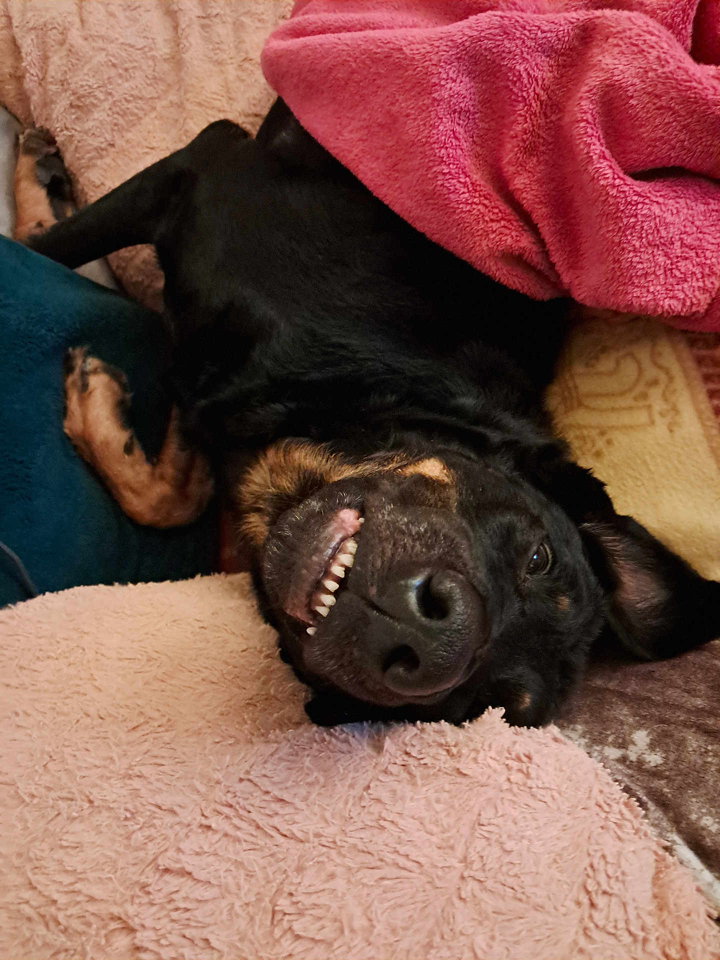 Zeno a rejoint le concours — aidez-le/la à gagner de superbes lots ! dog, black_dog, lying_down, blanket, smiling, teeth, pet, cozy, indoors, sleepy, nose, fur, canine, relaxed, cute, resting, animal, soft_texture, comfort, closeup