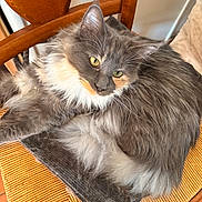 Appy a rejoint le concours — aidez-le/la à gagner de superbes lots ! cat, chair, cozy, cute, domestic_animal, feline, fluffy, fur, gray_cat, home, indoor, looking, mat, pet, relaxed, resting, seated, whiskers, woven_chair, yellow_eyes