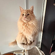 Arlo a rejoint le concours — aidez-le/la à gagner de superbes lots ! animal, cat, cat_tree, cozy, domestic, ears, feline, fluffy, fur, furniture, ginger, home, indoor, looking_away, mammal, perched, pet, sitting, tail, whiskers