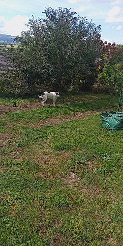 Luna participe au concours pour gagner de l'argent avec cette photo : backyard, canidae, carnivore, dog, dog_breed, garden, grass, labrador_retriever, land_lot, lawn, pasture, pointer, retriever, sporting_group, tree, yard