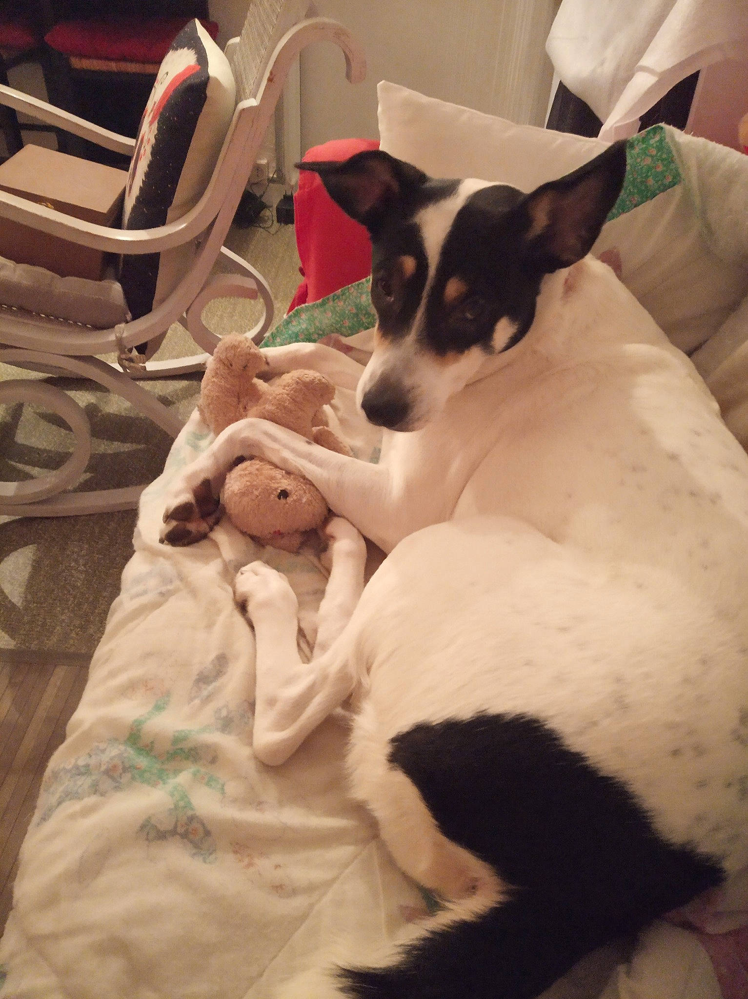 Luna participe au concours pour gagner de l'argent avec cette photo : brazilian_terrier, canidae, carnivore, chilean_fox_terrier, companion_dog, danish_swedish_farmdog, dog, dog_breed, feist, fox_terrier, mammal, miniature_fox_terrier, puppy, rat_terrier, ratonero_bodeguero_andaluz, russell_terrier, smooth_fox_terrier, teddy_roosevelt_terrier, tenterfield_terrier, toy_fox_terrier