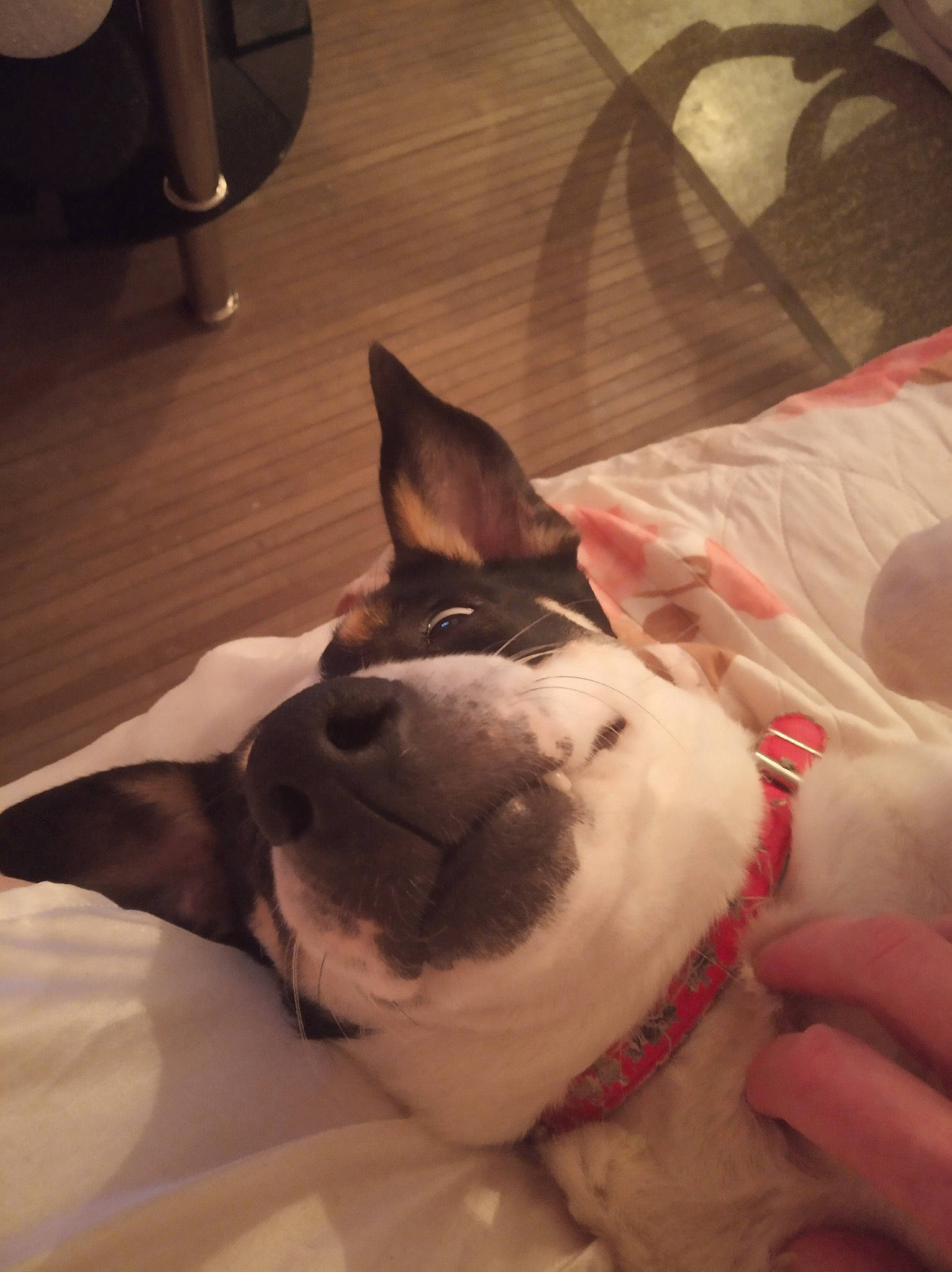Luna participe au concours pour gagner de l'argent avec cette photo : boston_terrier, canidae, carnivore, companion_dog, dog, dog_breed, ear, fawn, french_bulldog, non_sporting_group, snout, whiskers