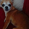 animal, brown_dog, chihuahua, close_up, companion, cozy, curious, cute, dog, ears, face, furry, illustration, indoors, looking_at_camera, lying_down, pet, pillow, red_background, small_dog