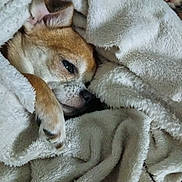 Tiny Toons a rejoint le concours — aidez-le/la à gagner de superbes lots ! animal, blanket, canine, closeup, comfort, cozy, cute, dog, domestic, fur, indoor, paw, pet, relaxed, resting, sleepy, snuggled, texture, warm, white