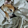 animal, blanket, canine, closeup, comfort, cozy, cute, dog, domestic, fur, indoor, paw, pet, relaxed, resting, sleepy, snuggled, texture, warm, white