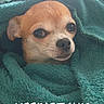 dog, chihuahua, blanket, cozy, warm, pet, animal, snuggled, fur, face, closeup, indoor, expression, cute, small_dog, wrapped, teal_blanket, portrait, looking, eyes