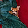 Tiny Toons participe au concours pour gagner de l'argent avec cette photo : animal, blanket, chihuahua, comfort, cozy, cute, dog, ears, expression, face, fur, indoors, looking, pet, portrait, red_background, resting, small_dog, snuggled, warm