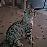 Alien a rejoint le concours — aidez-le/la à gagner de superbes lots ! cat, spotted_cat, indoor, tiled_floor, scratching_post, furniture, pet, animal, sitting, side_view, whiskers, curious, domestic_cat, floor, tail, ears, quiet, relaxed, home, feline