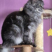 Utopia participe au concours pour gagner de l'argent avec cette photo : cat, fluffy, pet, indoor, scratching_post, feline, animal, fur, tail, ears, whiskers, purple_wall, perched, looking_away, household, domestic, cute, mammal, side_view, resting