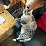John Fic is registered to the contest to win money with this photo: cat, tabby_cat, blue_eyes, chair, black_leather, wooden_desk, paw, indoor, flooring, red_cushion, wood_paneling, relaxed, pet, feline, fur, domestic_animal, home_interior, cozy, looking_at_camera, seated