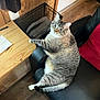 cat, tabby_cat, blue_eyes, chair, black_leather, wooden_desk, paw, indoor, flooring, red_cushion, wood_paneling, relaxed, pet, feline, fur, domestic_animal, home_interior, cozy, looking_at_camera, seated