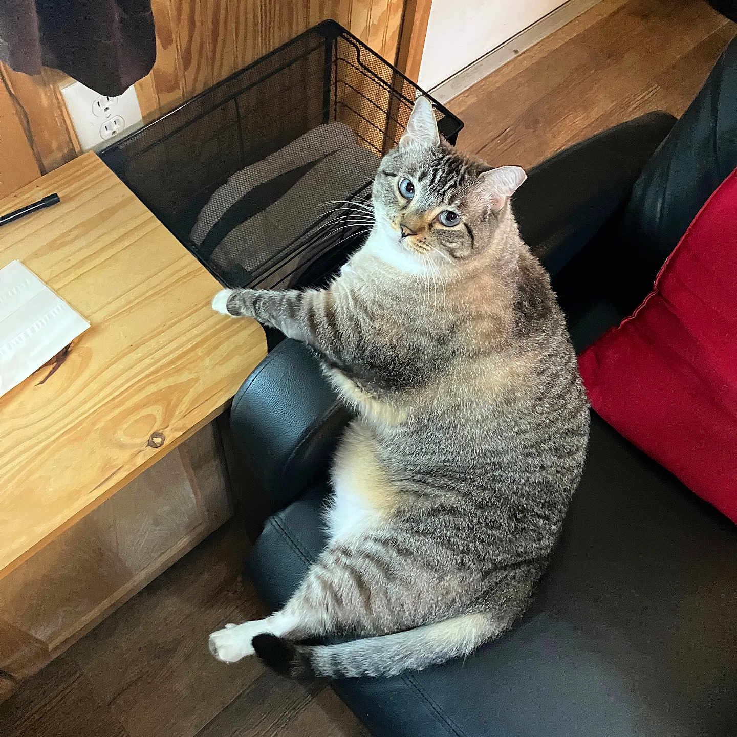 John Fic is registered to the contest to win money with this photo: black_leather, blue_eyes, cat, chair, cozy, domestic_animal, feline, flooring, fur, home_interior, indoor, looking_at_camera, paw, pet, red_cushion, relaxed, seated, tabby_cat, wood_paneling, wooden_desk