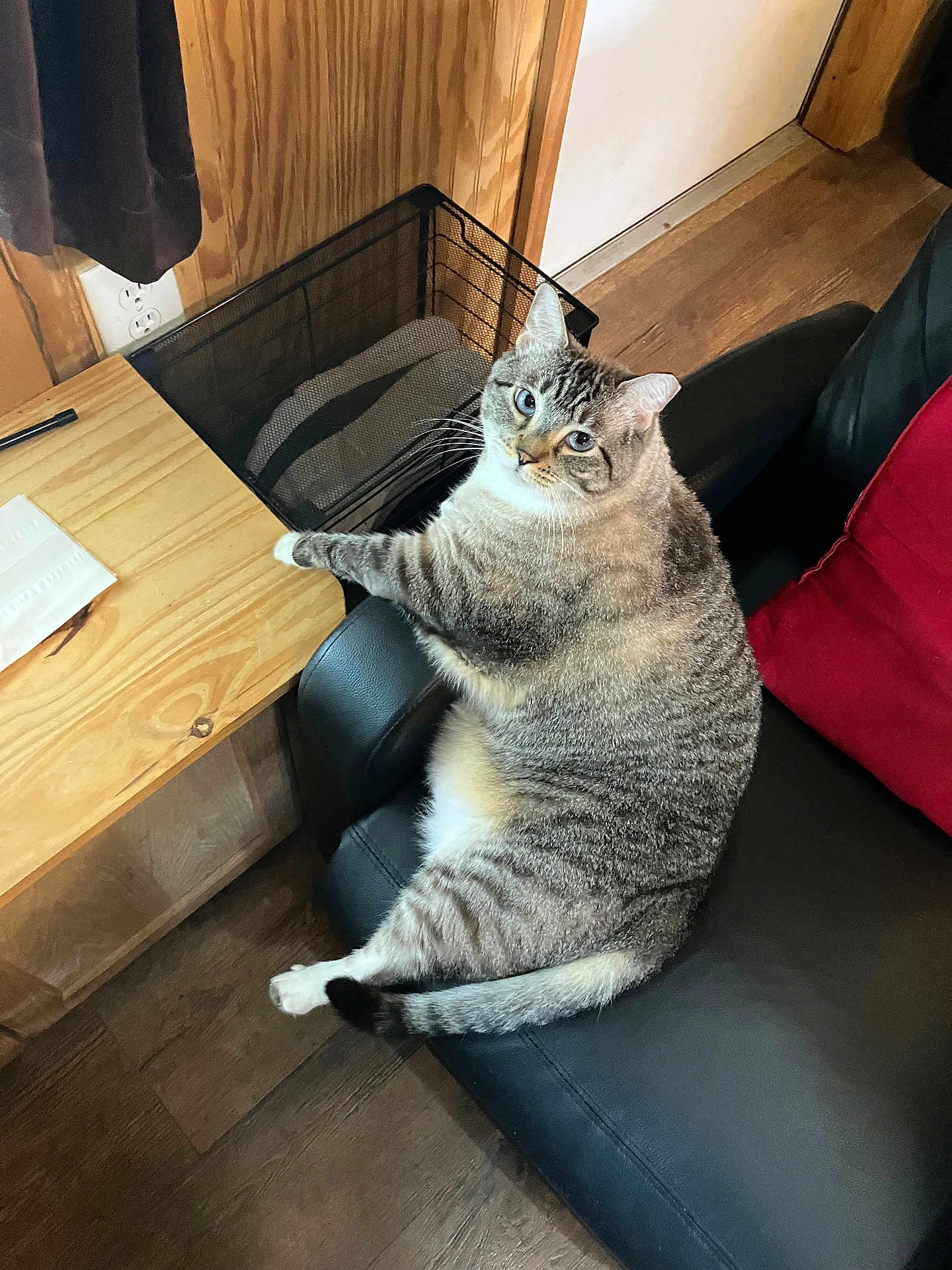 John Fic is registered to the contest to win money with this photo: cat, tabby_cat, blue_eyes, chair, black_leather, wooden_desk, paw, indoor, flooring, red_cushion, wood_paneling, relaxed, pet, feline, fur, domestic_animal, home_interior, cozy, looking_at_camera, seated