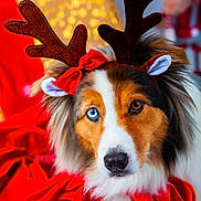 Milka participe au concours pour gagner de l'argent avec cette photo : animal, blue_eye, brown_eye, christmas, closeup, cute, decor, dog, festive, fluffy, fur, heterochromia, holiday_costume, indoors, pet, portrait, red_bow, red_cloth, reindeer_ears, seasonal