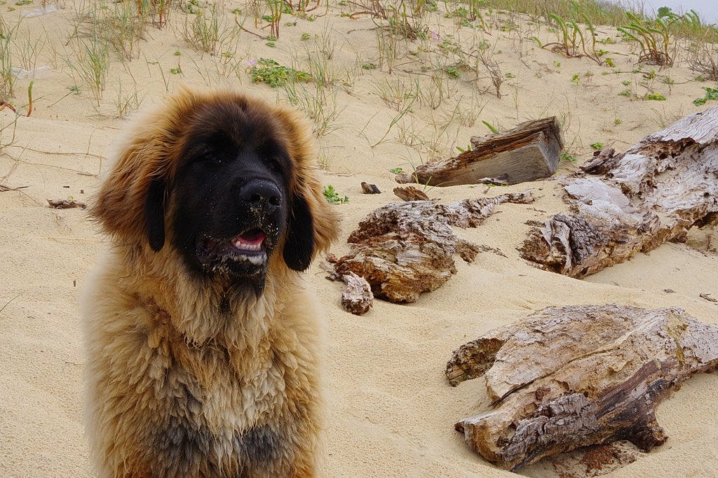 Talgo a rejoint le concours — aidez-le/la à gagner de superbes lots ! bedrock, carnivore, caucasian_shepherd_dog, companion_dog, dog, dog_breed, estrela_mountain_dog, fur, gaddi_kutta, giant_dog_breed, landscape, liver, plant, snout, soil, sporting_group, terrestrial_animal, tibetan_mastiff, wood, working_animal