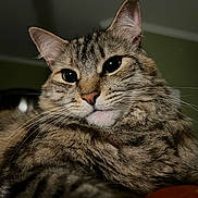 Dill Pickle joined the competition — help win amazing prizes! animal, cat, close_up, cozy, cute, domestic, ears, eyes, feline, fur, indoor, lying_down, mammal, nose, pet, portrait, relaxed, soft, tabby, whiskers