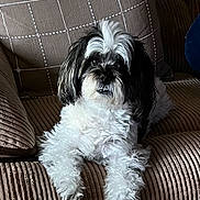 Henri is registered to the contest to win money with this photo: animal, black_and_white, companion, couch, cozy, cute, dog, fluffy, friendly, fur, home, indoor, living_room, looking_at_camera, pet, portrait, relaxed, seated, small_dog, soft_texture