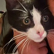 Missy Ann joined the competition — help win amazing prizes! cat, kitten, black_and_white, whiskers, close_up, pet, animal, indoor, hand, person, cute, young, fur, face, eyes, nose, domestic_animal, mammal, holding, portrait