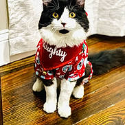 Gato joined the competition — help win amazing prizes! cat, black_and_white, pet, feline, costume, holiday, red_outfit, naughty_collar, indoor, wooden_floor, cute, sitting, whiskers, yellow_eyes, fur, domestic_animal, closeup, portrait, animal, cute_pet