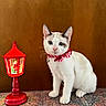 cat, white_cat, striped_bow_tie, red_bow_tie, lamp, red_lamp, christmas_lamp, santa_claus, decorative_lamp, indoor, brown_background, patterned_rug, pet, cute, holiday, festive, animal, whiskers, ears, sitting