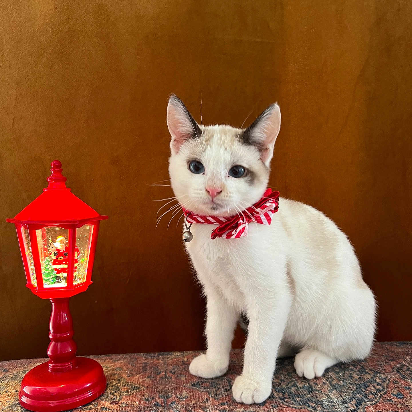 Luna joined the competition — help win amazing prizes! cat, white_cat, striped_bow_tie, red_bow_tie, lamp, red_lamp, christmas_lamp, santa_claus, decorative_lamp, indoor, brown_background, patterned_rug, pet, cute, holiday, festive, animal, whiskers, ears, sitting