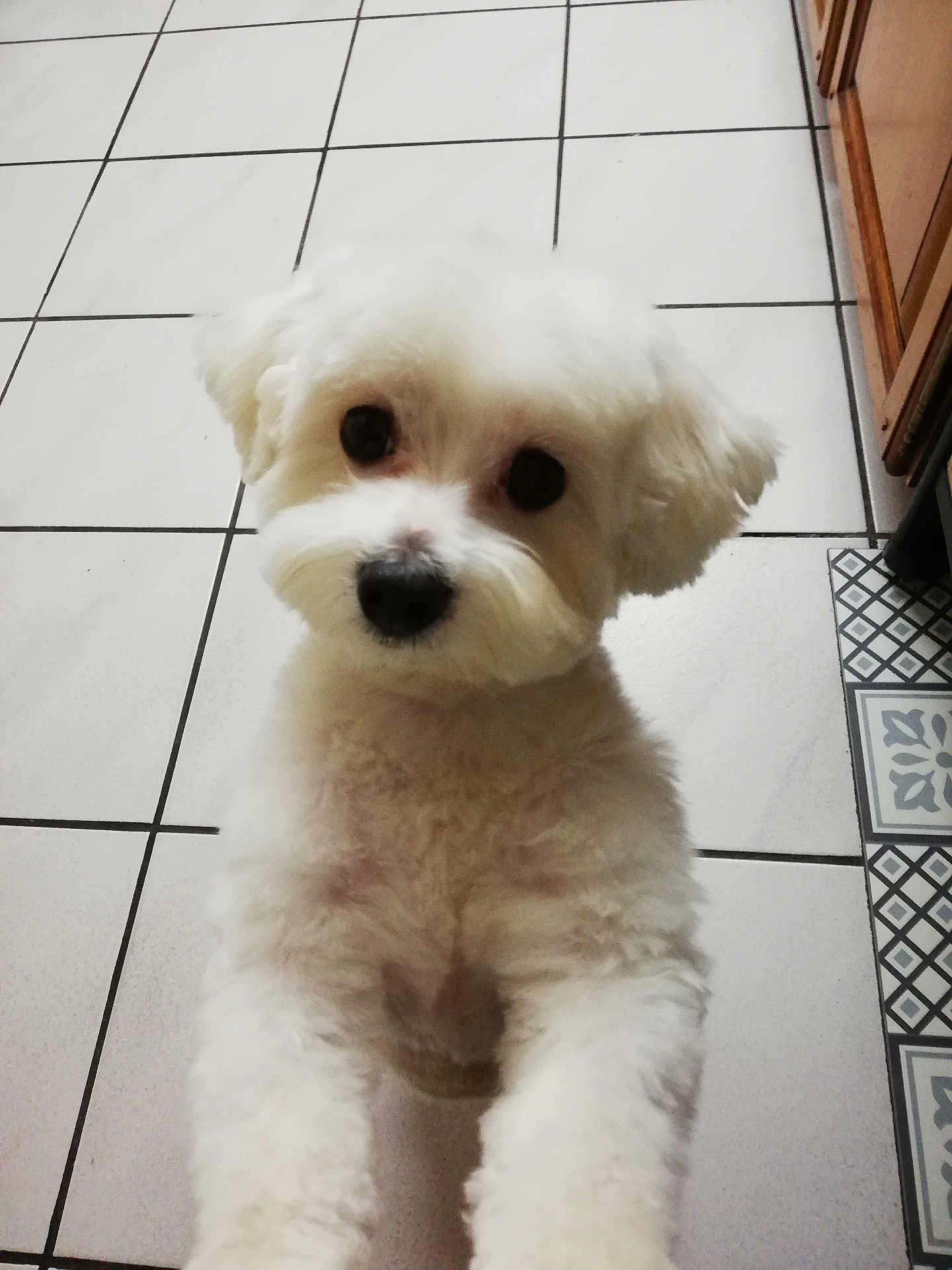 Pony a rejoint le concours — aidez-le/la à gagner de superbes lots ! dog, white_dog, fluffy, pet, cute, indoor, floor, tile_floor, kitchen, animal, companion, looking_up, small_dog, adorable, fur, puppy, domestic, friendly, household, mammal