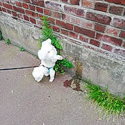 Pony participe au concours pour gagner de l'argent avec cette photo : dog, white_dog, small_dog, leash, brick_wall, sidewalk, plant, greenery, outdoor, candid, pet, walking, curious, nature, urban, concrete, fence, pavement, animal, daytime