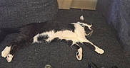 Ozzy And Precious is registered to the contest to win money with this photo: animal, black_and_white, cat, collar, comfort, couch, electronics, fur, gaming_controller, home, indoor, leisure, living_room, paw, pet, relaxed, resting, sleeping, technology, toy
