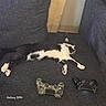 animal, black_and_white, cat, collar, comfort, couch, electronics, fur, gaming_controller, home, indoor, leisure, living_room, paw, pet, relaxed, resting, sleeping, technology, toy