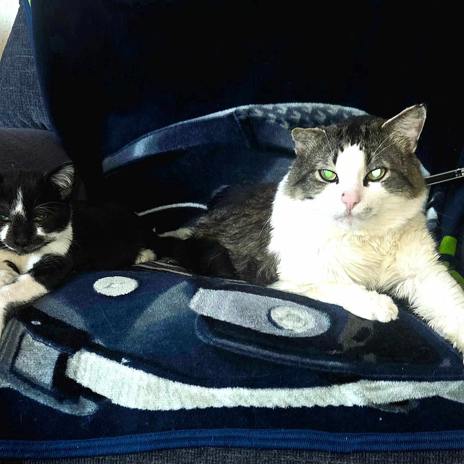 Ozzy And Precious
