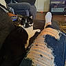 black_and_white_cat, blanket, casual_clothing, cat, couch, cozy, curious, floor, furniture, indoor, living_room, person, pet, relaxed, remote_control, ripped_jeans, sofa, television, white_sock, wooden_floor