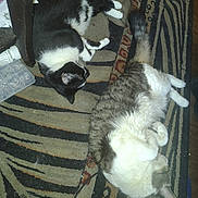 Ozzy And Precious joined the competition — help win amazing prizes! animal, black_and_white_cat, cat, claw, cozy, domestic_animal, feline, floor, fur, gray_and_white_cat, household, indoor, lying_down, patterned_rug, pet, relaxed, resting, rug, sleeping_cat, whiskers