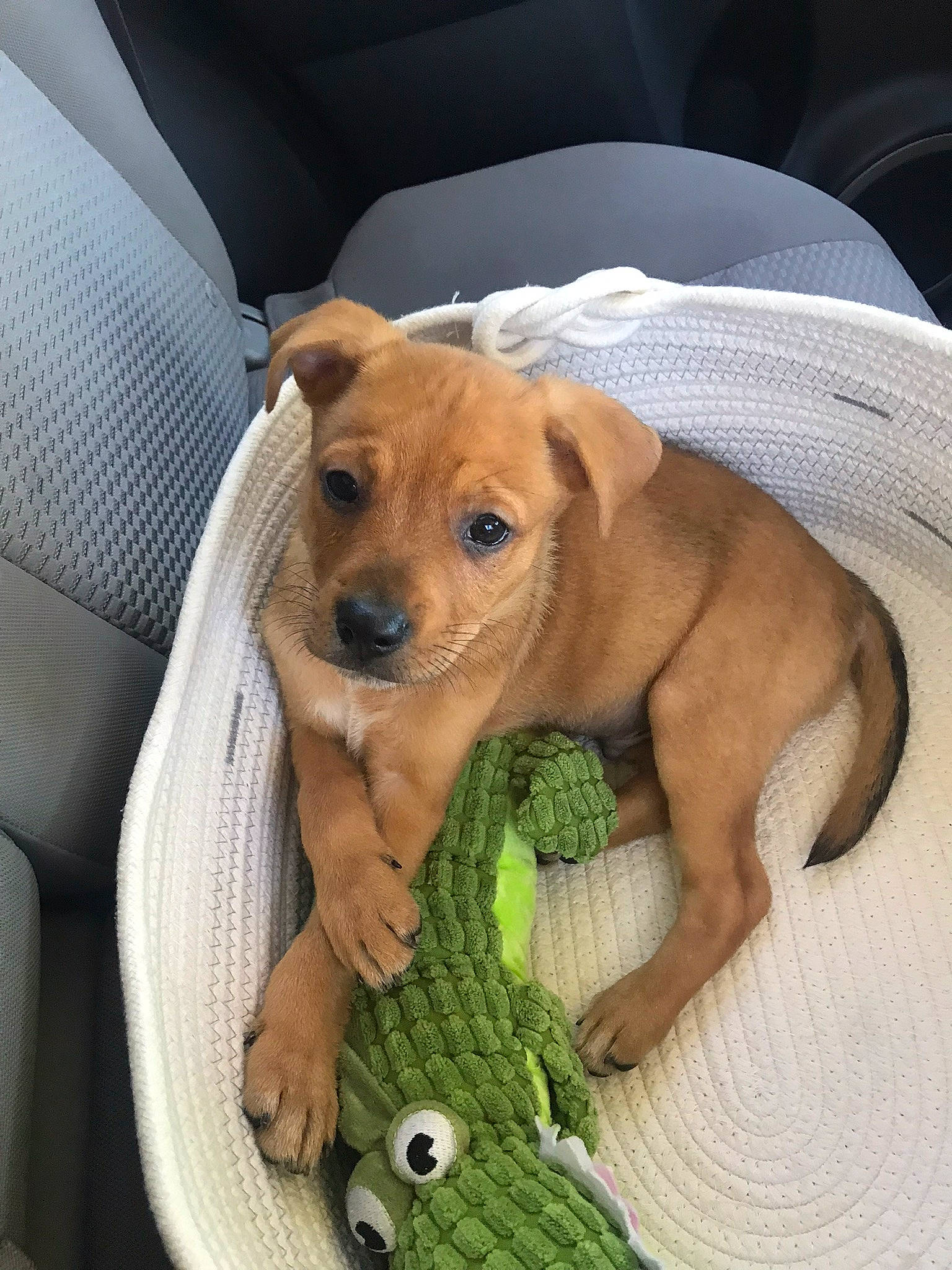 Archer is registered to the contest to win money with this photo: canidae, carnivore, comfort, companion_dog, dog, dog_bed, dog_breed, dog_supply, dog_toy, fawn, fur, linens, pattern, paw, puppy, snout, sporting_group, stuffed_toy, whiskers, working_animal