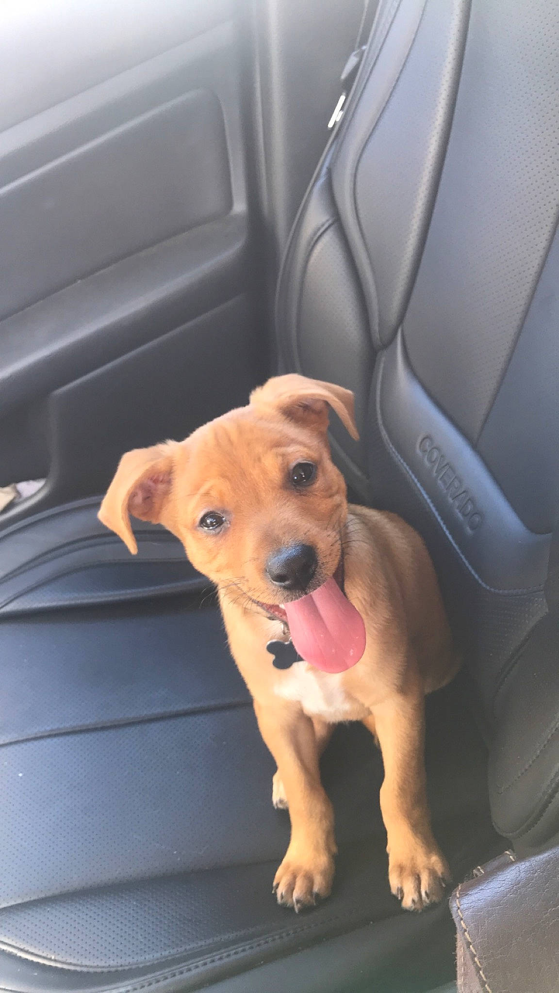 Archer is registered to the contest to win money with this photo: auto_part, automotive_design, automotive_exterior, canidae, car_seat, car_seat_cover, carnivore, comfort, companion_dog, dog, dog_breed, dog_clothes, dog_supply, fawn, pet_supply, snout, sporting_group, toy_dog, vehicle_door, working_animal