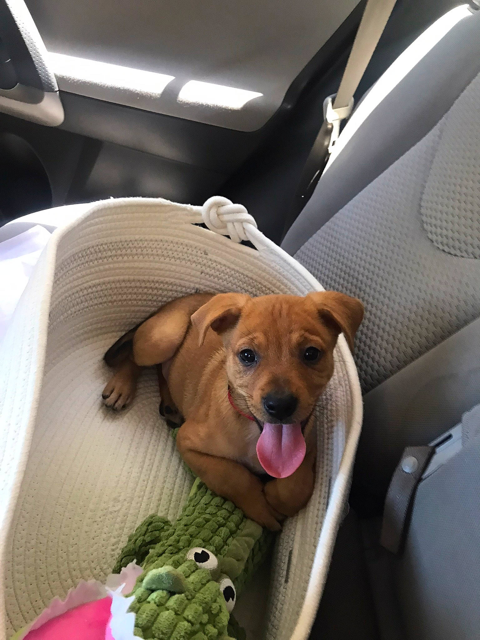 Archer is registered to the contest to win money with this photo: canidae, car_seat, car_seat_cover, carnivore, comfort, companion_dog, dog, dog_breed, dog_supply, fawn, head_restraint, personal_luxury_car, snout, sporting_group, stuffed_toy, toy, vehicle, vehicle_door, whiskers, working_animal