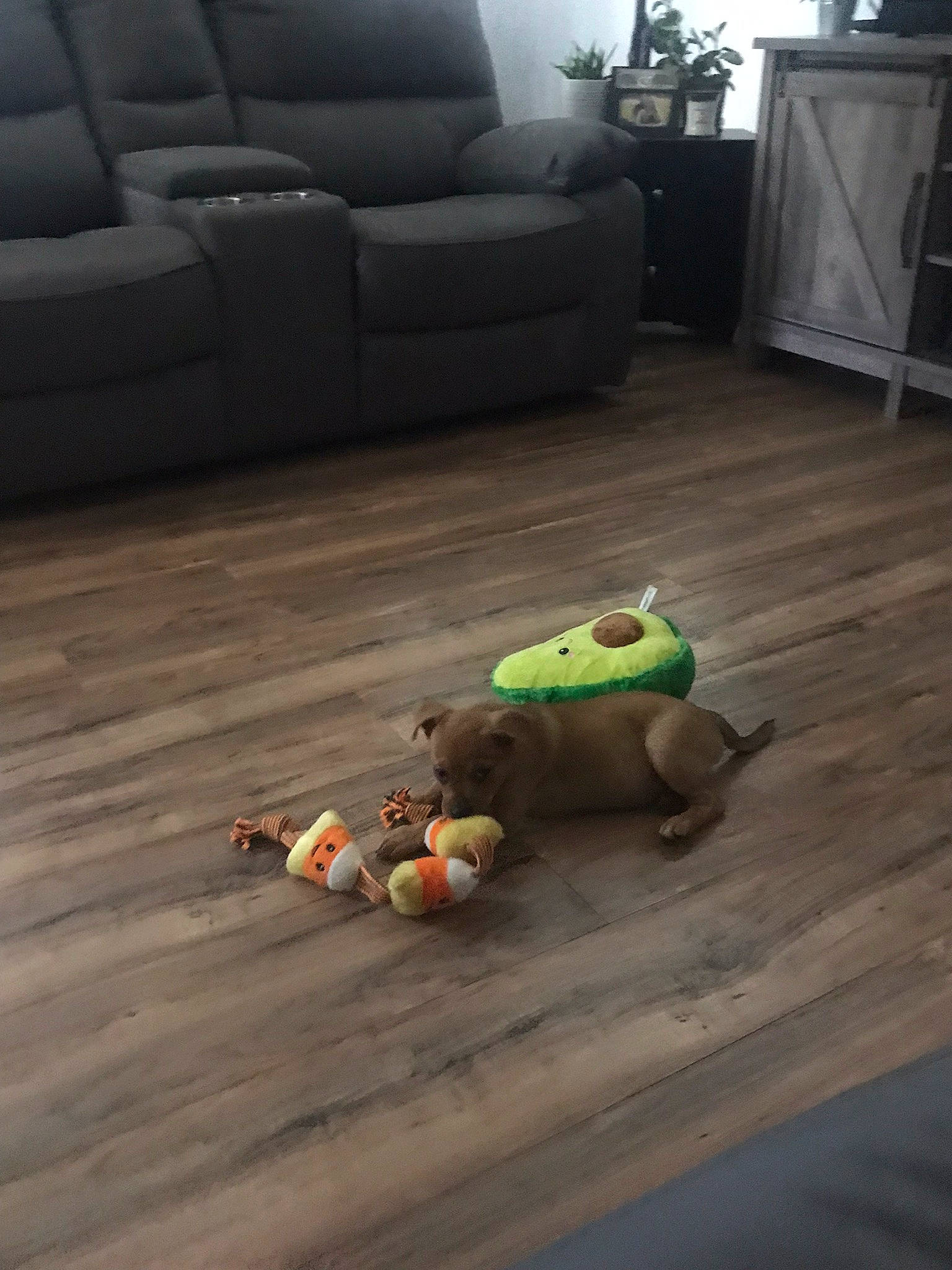 Archer is registered to the contest to win money with this photo: cabinetry, comfort, couch, floor, flooring, grass, hardwood, laminate_flooring, living_room, road_surface, room, stuffed_toy, table, toy, toy_vehicle, varnish, wall, wood, wood_flooring, wood_stain