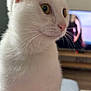 Yzis a rejoint le concours — aidez-le/la à gagner de superbes lots ! cat, white_cat, indoor, close_up, pet, animal, whiskers, fur, yellow_eyes, domestic_cat, looking_away, cozy, home_interior, television, blurred_background, portrait, cute, feline, ears, pink_nose