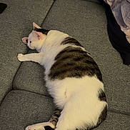 Yzis participe au concours pour gagner de l'argent avec cette photo : cat, animal, pet, feline, resting, couch, gray, striped, white, indoor, relaxing, sleeping, fur, paw, cozy, domestic, living_room, cute, lazy, comfort