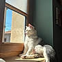 Yzis a rejoint le concours — aidez-le/la à gagner de superbes lots ! cat, windowsill, sunlight, indoor, pet, relaxed, feline, white_fur, gray_fur, window, daylight, domestic_animal, resting, animal, curious, side_view, quiet, cozy, home, shadow